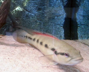 Live food for outlet cichlids